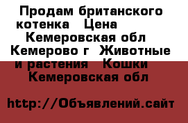 Продам британского котенка › Цена ­ 1 000 - Кемеровская обл., Кемерово г. Животные и растения » Кошки   . Кемеровская обл.